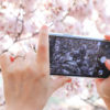 早くも満開！　iPhoneで桜をキレイに撮る方法（2020年版）：荻窪圭のiPhoneカメラ講座
